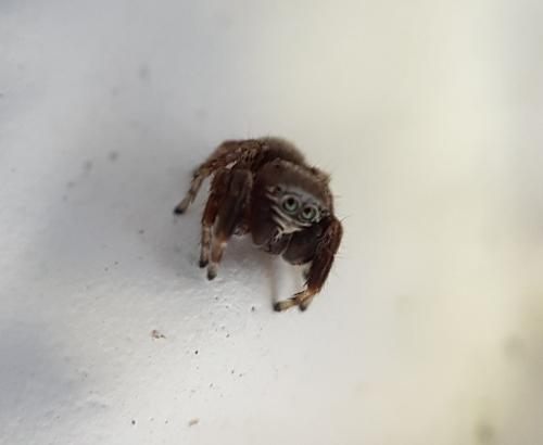 Evarcha arcuata